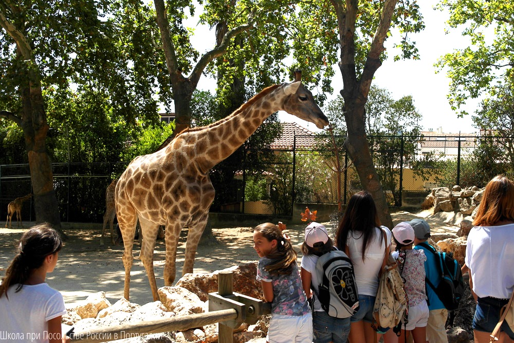 Большой зоопарк видео. Экскурсия в зоопарк. Экскурсия по зоопарку. Самый большой зоопарк. Экскурсия по зоопарку для детей.